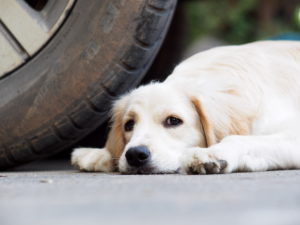 Accident de la route de la voie publique chien chat