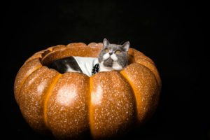 5 conseils pour protéger vos animaux à Halloween !