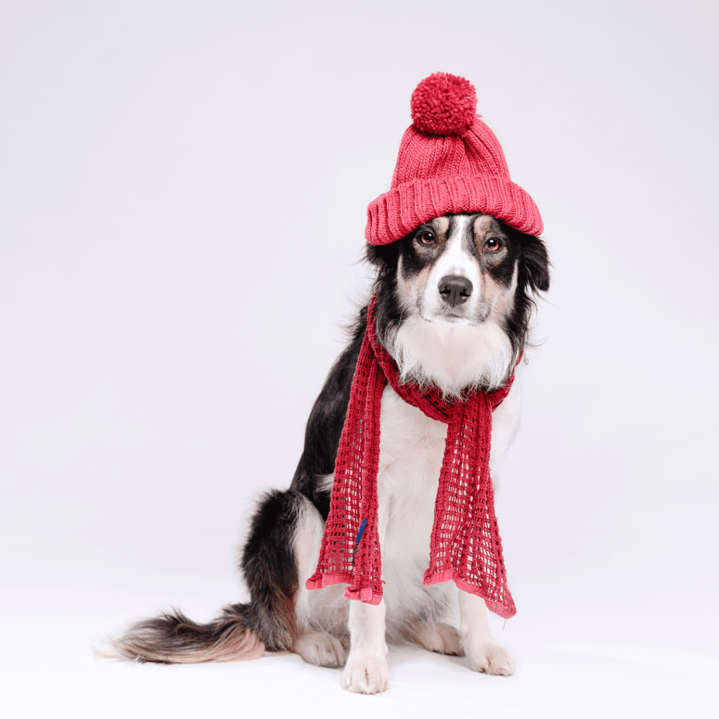 Nos animaux de compagnie sont-ils sensibles au froid ?