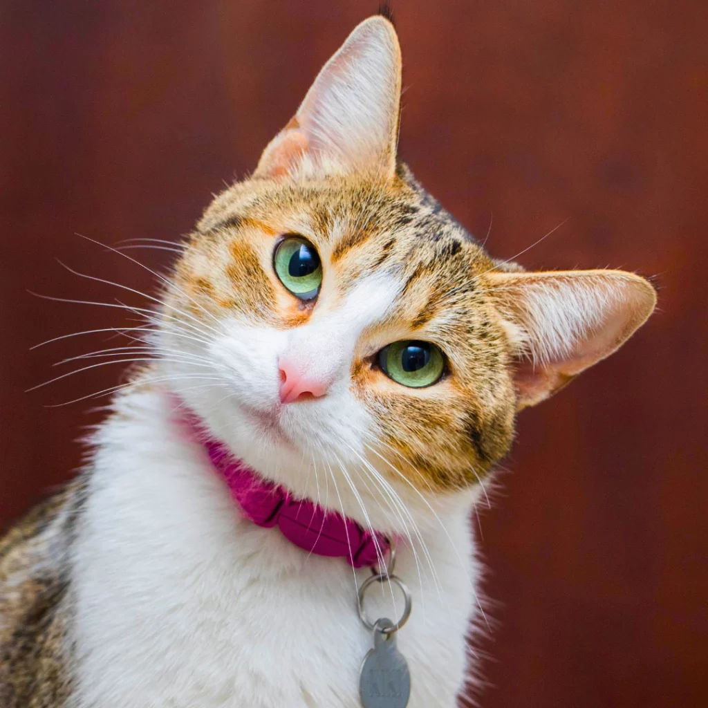 Urgence chat